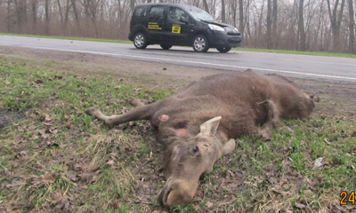 Лосиха повредила автомобиль