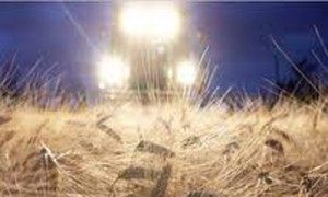 Наталья Коняхина, эксперт отдела по работе с сельхозпроизводителями ИА 