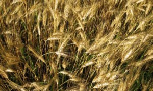 Кернел продлил на год синдицированный кредит на $222 млн. Фото: AP