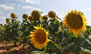 Уборка откладывается из-за ливней, фото relax.ru