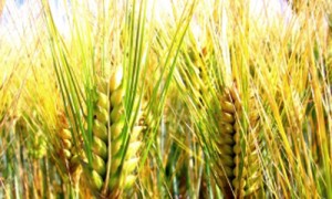 КНР будет вкладываться в строительство зернохранилищ в Украине. Фото: sxc.hu