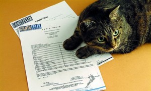 Украинцы редко страхуют кошек и только очень дорогих. В основном полисы покупают для породистых собак. Фото: AFP