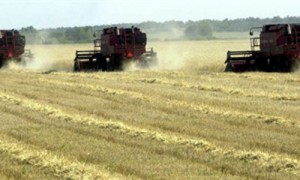 Отечественное сельское хозяйство имеет наибольшие шансы привлечь иностранные капиталы. Фото: архив «КП».