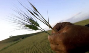 Недосев объясняют плохой погодой