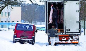 Свиноводы некоторых восточных регионов будут вынуждены продавать свинину по бросовым ценам. Фото: Алексей Солодунов