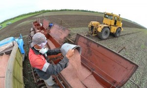 В Крыму уже начали засевать ячмень. Фото: Олег Рукавицын\архив 