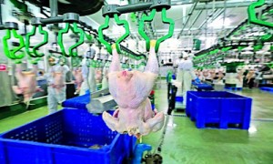 Падение цен на курятину и девальвация подвесили показатели агрохолдинга Юрия Косюка. Фото: Константин Мельницкий