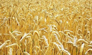 Станет ли 2014-ый рекордным? Фото: agrolib.ru