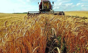 Несмотря на смену власти, урожай продолжают собирать все теми же проверенными методами. Фото: Reuters