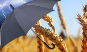 В Украине решили реформировать агрострахование. Latifundist.com