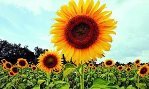 После опубликованной финансовой отчетности инвесторы повернутся к акциям «Кернела». Фото: Reuters