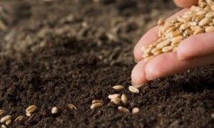 Расходы на осенне-полевые работы составили 55,7 млрд грн. Latifundist.com