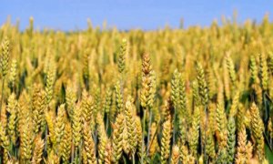 Аграриям придется платить в десятки раз больше налогов. Андрей Товстыженко, ZN.UA