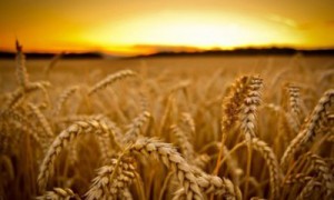 Фото Аграрного фонда