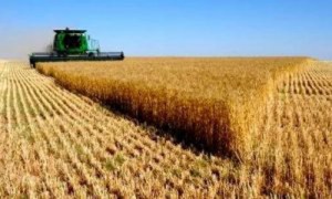 Украинскую землю могут скупить иностранные толстосумы под 