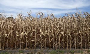 Фото expo.cnr.it