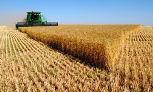 Каждый третий доллар валютной выручки дает агропромышленный комплекс