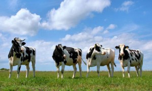 Фото: Отечественное животноводство