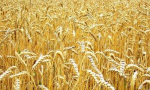 Фото: agrolib.ru