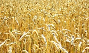 Фото: agrolib.ru