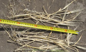 Фото Александра Прищепы, 