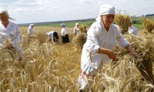 Благодаря частным хозяйствам, объемы урожая вырастут в этом году минимум на 20%