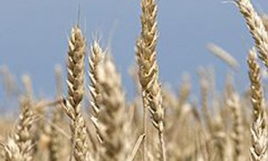 Фото: Олег Харсеев / Коммерсантъ