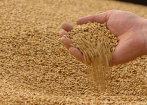 Если в прошлом году хороший урожай был одним из основных факторов роста ВВП, то в текущем ситуация будет обратной