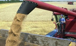 Часть урожая уже отсыпали себе морозы