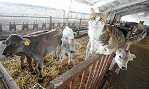 Фото: Юрий Мартьянов / Коммерсантъ