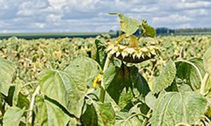 Фото: Олег Харсеев / Коммерсантъ