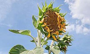 Фото: Олег Харсеев / Коммерсантъ 