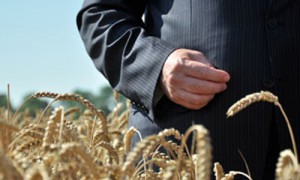 Цена зерна позволит аграрным предпринимателям неплохо набить карманы