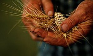 Украинские аграрии не спешат расставаться с зерном. Фото: Reuters 