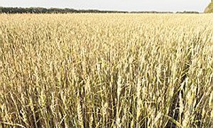 Фото: Олег Харсеев / Коммерсантъ