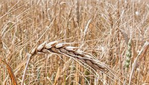 Фото: Олег Харсеев / Коммерсантъ