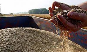 Несмотря на договоренности о прекращении экспорта, в Украине нашлись компании, не собирающиеся упускать идущую им в руки прибыль от продажи зерна за рубеж. Фото: Reuters 