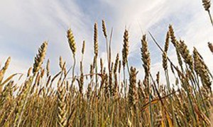 Фото: Олег Харсеев / Коммерсантъ