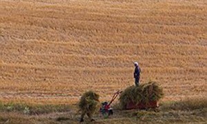 Шестикратное увеличение фиксированного сельскохозяйственного налога обернется тяжким бременем для малых и средних фермерских хозяйств. Фото: Владислав Содель / Коммерсантъ