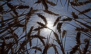 Благоприятная ситуация в сельском хозяйстве позволяет делать оптимистические прогнозы развития украинской экономики. Фото: Reuters