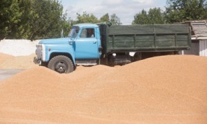 40?% объема перевозок зерна приходится в 2013 г. на автотранспорт. Фото: Украинское фото