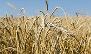 Фото: Олег Харсеев / Коммерсантъ