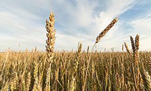 Фото: Олег Харсеев / Коммерсантъ