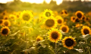 фото Shutterstock