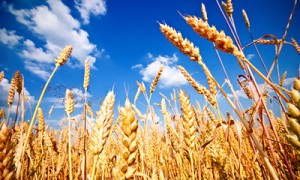 Самарский покинет Страховой аграрный пул. Фото Shutterstock