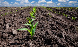 Фото Shutterstock