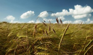 Агросектор Украины находится в самом начале пути реформ