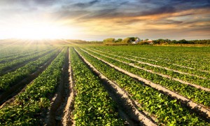 Фото Shutterstock