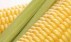Украина заняла четвертое место в рейтинге стран-экспортеров кукурузы