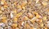 У 2013 році врожай зернових може становити 53-54 мільйона тонн